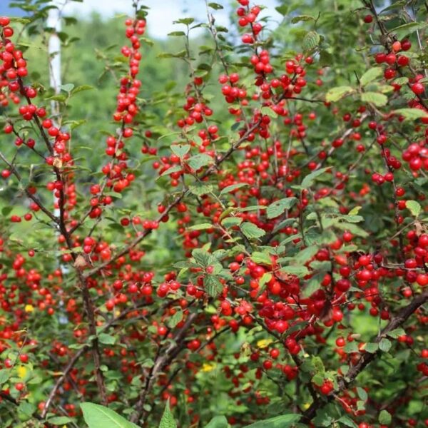 Nanking Cherry Quart Pot Root Start Plant - Perennial, Early Fruiting Nanking Cherry Root Start | Versatile, Easy-to-Grow Fruit Tree