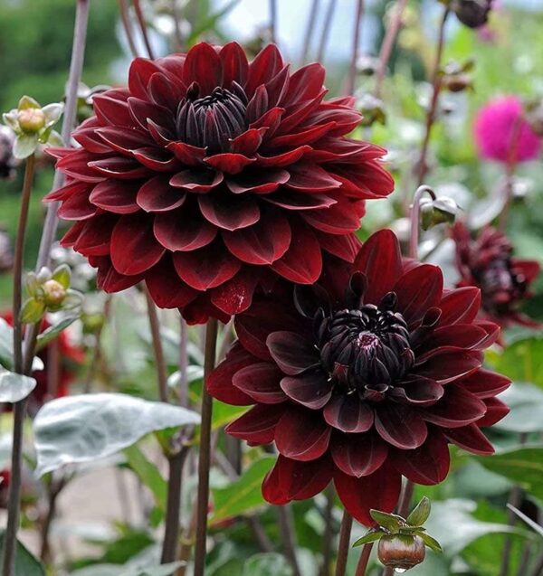 Dark Fubuki Dahlia Bulbs - Dark Red Dahlia, Perennial Dinnerplate Dahlia Flowering Bulbs | Large Blooms, Easy to Grow, Perfect for Cut