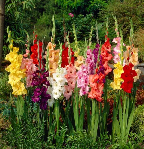 Votaniki Rainbow Gladiolus Mix Bulbs for Planting - Long-Lasting Cut Flower - Easy to Grow and Maintain | Mixed Colors Perennial Gladiolus Flowering Bulbs