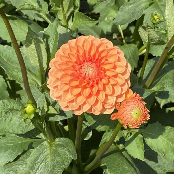 Votaniki Sylvia Dahlia Bulbs - Sturdy Stems and Large Vibrant Blooms, Perennial Sylvia Ball Dahlia Bulbs - Beautiful Flower for Stunning Garden Displays