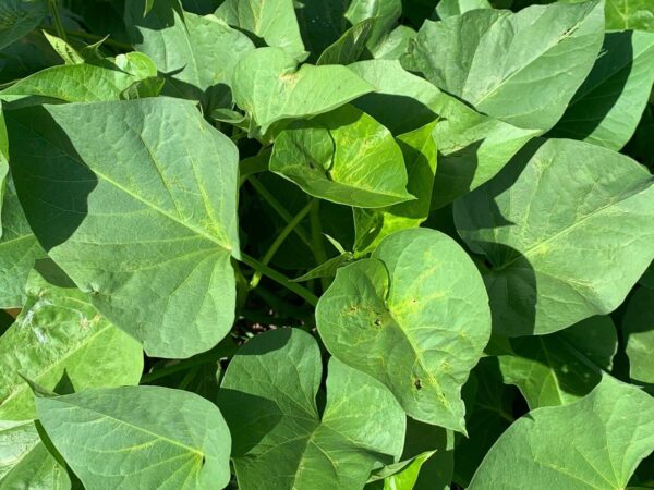 Votaniki Sweet Potato - Beauregard Sweet Potato Slips for Planting | Orange Color Sweet Potatos, Delicious Vegetable Plant, Easy to Grow