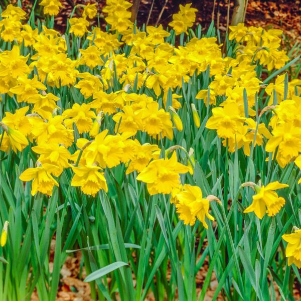 Votaniki Yellow Trumpet Daffodil - Perennial & Large Flowers, Narcissus Trumpet 'Improved King Alfred' (Yellow Daffodil) | Perfect for Garden Beds, Container, Borders, and Cutting Gardens