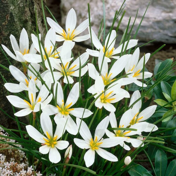 Votaniki White Rain Lily Bulbs - Long Lasting Flowers, Perennial Lily (Zephyranthes Citrina) | Beautiful Trumpet Shaped Blooms - Easy to Grow and Low Maintenance