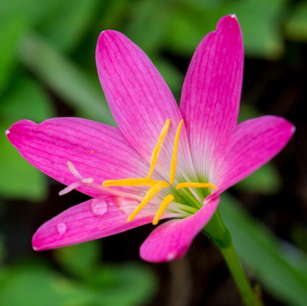 Votaniki Rain Lily Mix Bulbs - Zephranthes Mix, Perennial Lily | Vibrant Blooms for Low Maintenance Gardens | Long-Lasting Blooms - Lily Flowering Bulbs, Easy to Grow