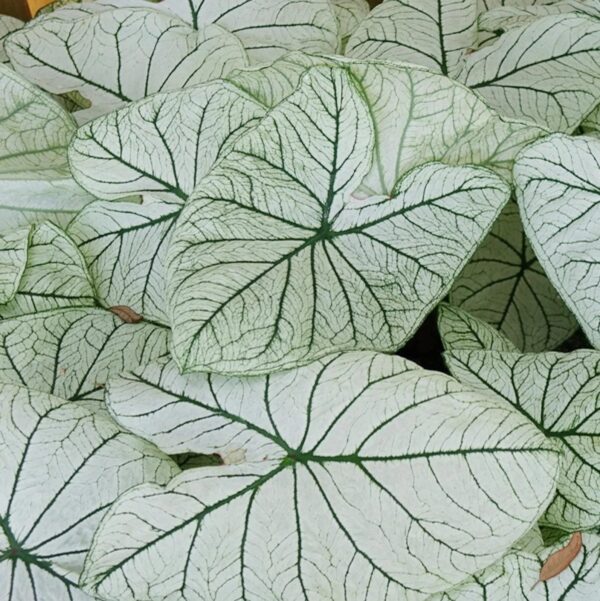 Votaniki White Christmas Caladium Bulbs - Long Blooming, Striking Beauty for Any Garden, Perennial Caladium Bulbs for Planting - Low Maintenance and Easy to Grow