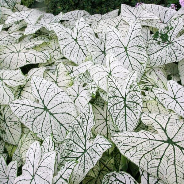 Votaniki White Christmas Caladium Bulbs - Long Blooming, Striking Beauty for Any Garden, Perennial Caladium Bulbs for Planting - Low Maintenance and Easy to Grow