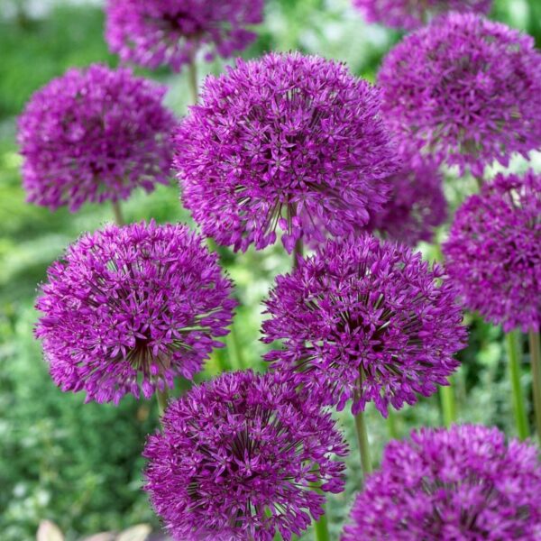 Votaniki Purple Sensation Allium Bulbs - Fragrant and Long Lasting Blooms, Perennial Allium Hollandicum | Easy to Grow and Low Maintenance