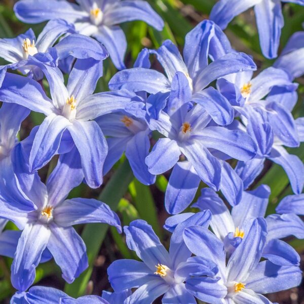 Votaniki Chionodoxa Luciliae Bulbs - Perennial and Stunning Spring Flowers | Perfect Addition to Any Garden - Glory of The Snow Flowering Bulbs