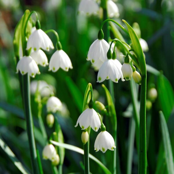 Votaniki Gravetye Giant Leucojum Bulbs - Perennial Leucojum Aestivum (Summer Snowflake) | Bell Shaped White Flowers - Easy to Grow