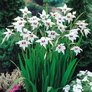 Votaniki Acidanthera Murielae Bulbs - Versatility, Fragrant Blooms, Perennial Peacock Orchid Flower Bulbs for Planting | Low Maintenance Garden Flowers