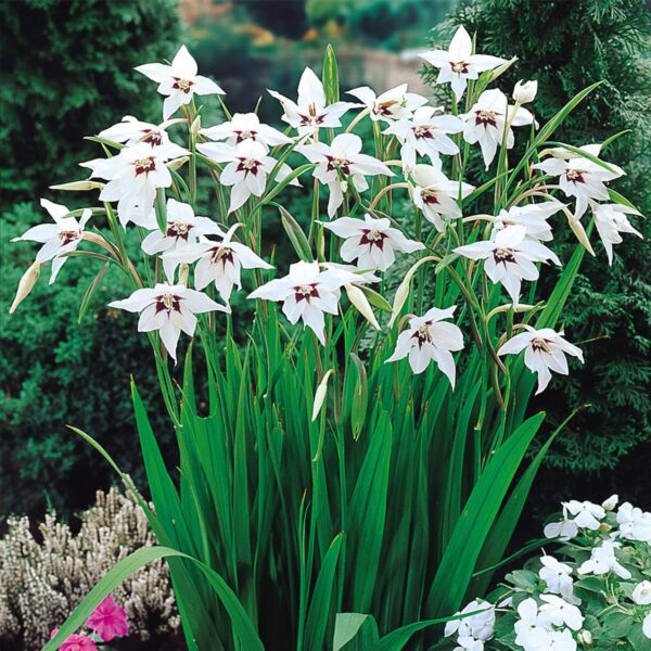 Votaniki Acidanthera Murielae Bulbs - Versatility, Fragrant Blooms, Perennial Peacock Orchid Flower Bulbs for Planting | Low Maintenance Garden Flowers