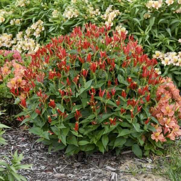 Votaniki Spigelia Marilandica Little Redhead 2 Inch Plants - Perennials, Long Blooming, Spigelia Marilandica (Spigelia) / Indian Pink | Easy to Grow