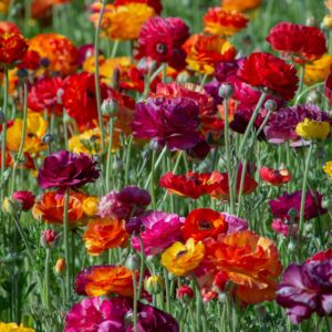 Votaniki Ranunculus Passion Melange Mix Bulbs - Long Lasting Blooms, Perennial Persian Buttercup Flowering Bulbs - Garden's Beauty with Ranunculus Flower - Perfect for Cut