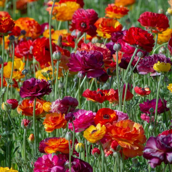 Votaniki Ranunculus Passion Melange Mix Bulbs - Long Lasting Blooms, Perennial Persian Buttercup Flowering Bulbs - Garden's Beauty with Ranunculus Flower - Perfect for Cut