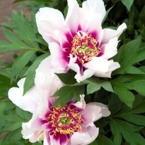 Votaniki XXL Cora Louise Peony Tuber - Itoh Peony (Paeonia Cora Louise) Bareroots for Planting XXL Size Tuber 10+ Eyes