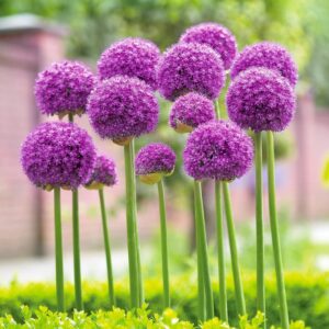 Votaniki Gladiator Allium Bulbs - Perennial Gladiator Allium (Hollandicum) | Fragrant & Purple Color Allium Flowering Bulbs - Easy to Grow