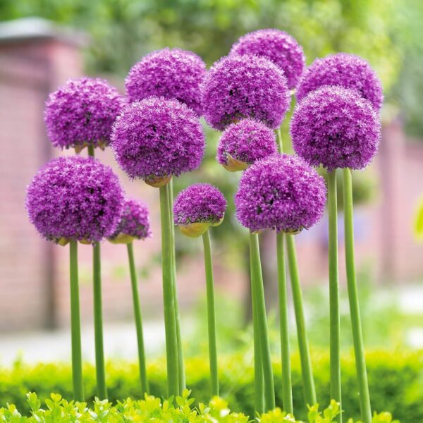 Votaniki Gladiator Allium Bulbs - Perennial Gladiator Allium (Hollandicum) | Fragrant & Purple Color Allium Flowering Bulbs - Easy to Grow