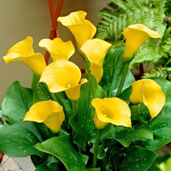 Votaniki Yellow Gold Calla Lily Bulbs - Perennial Zantedeschia Flower - Lily Flowering Bulbs | Vibrant Yellow Blooms - Perfect for Any Garden