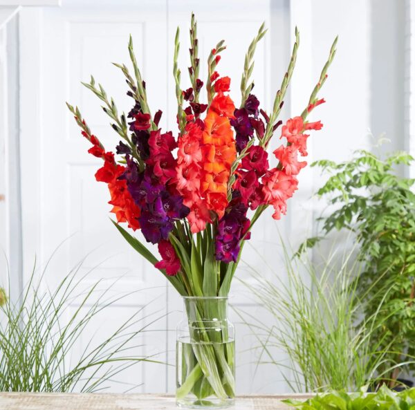 Votaniki Gladiolus Mix Bulbs for Planting - Mixed Colors Perennial Gladiolus Flowering Bulbs | Long-Lasting Cut Flower - Easy to Grow and Maintain