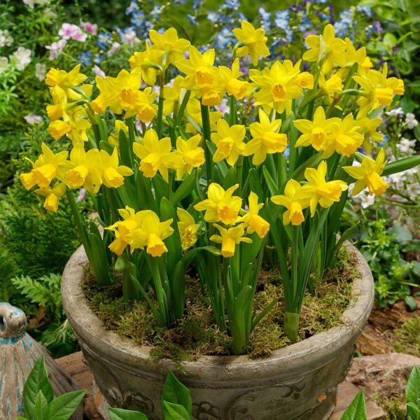 Votaniki Tete A Tete Daffodil Bulbs - Perennial Versatile & Long Lasting Blooms | Narcissi Miniature 'Tete a Tete' Daffodil - Easy to Grow