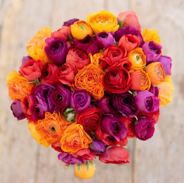 Votaniki Ranunculus Passion Melange Mix Bulbs - Long Lasting Blooms, Perennial Persian Buttercup Flowering Bulbs - Garden's Beauty with Ranunculus Flower - Perfect for Cut