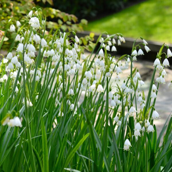 Votaniki Gravetye Giant Leucojum Bulbs - Perennial Leucojum Aestivum (Summer Snowflake) | Bell Shaped White Flowers - Easy to Grow