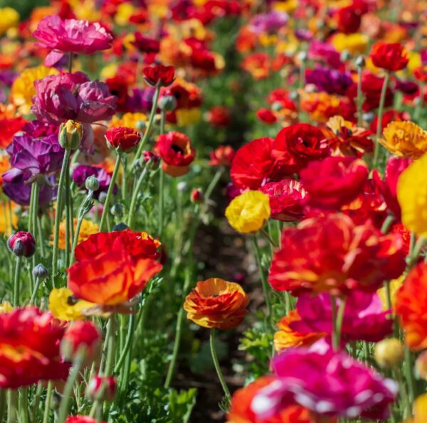 Votaniki Ranunculus Passion Melange Mix Bulbs - Long Lasting Blooms, Perennial Persian Buttercup Flowering Bulbs - Garden's Beauty with Ranunculus Flower - Perfect for Cut