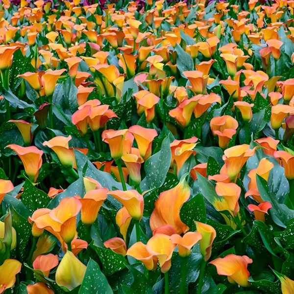 Votaniki Apricot Lady Calla Lily Bulbs - Long Lasting Blooms, Perennial Hybrid Calla Lily Apricot Lady | Perfect Addition to Any Garden