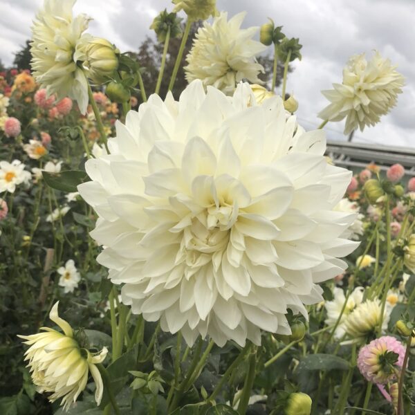 Votaniki Snow Country Dahlia Bulbs - Perennial, Attract Pollinators, Large Blooms, Dinnerplate Dahlia Flower Bulbs for Planting | Easy to Grow