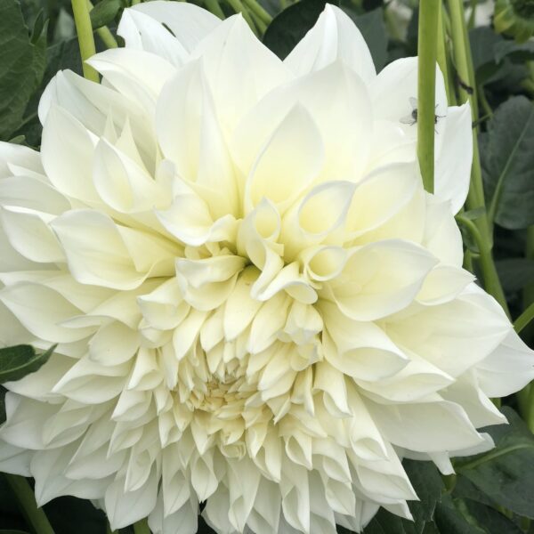 Votaniki Snow Country Dahlia Bulbs - Perennial, Attract Pollinators, Large Blooms, Dinnerplate Dahlia Flower Bulbs for Planting | Easy to Grow