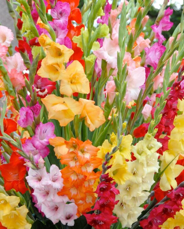 Votaniki Gladiolus Mix Bulbs for Planting - Mixed Colors Perennial Gladiolus Flowering Bulbs | Long-Lasting Cut Flower - Easy to Grow and Maintain