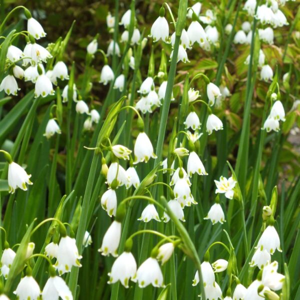 Votaniki Gravetye Giant Leucojum Bulbs - Perennial Leucojum Aestivum (Summer Snowflake) | Bell Shaped White Flowers - Easy to Grow