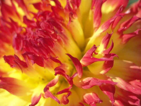 Votaniki Pinelands Pam Dahlia (Laciniated Dahlia) - Showy Blossoms, Perennial & Dahlia Tubers for Planting | Yellow with Red Color Large Dahlia - Easy to Grow