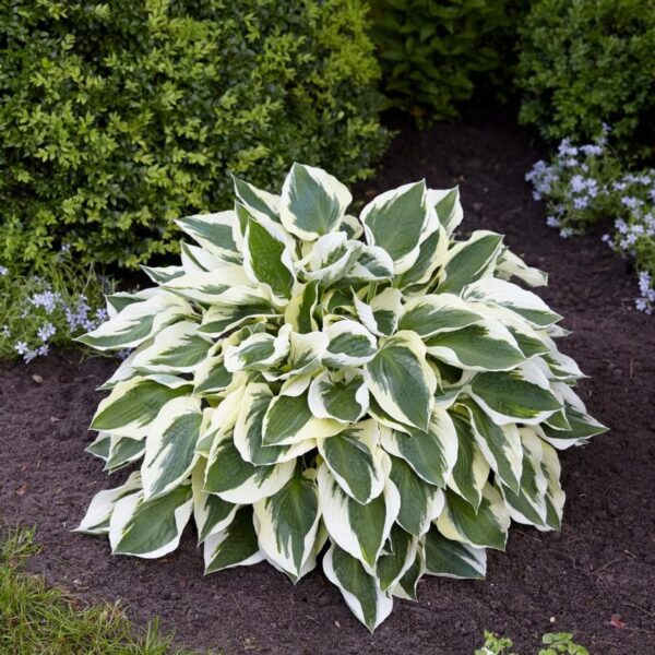 Votaniki Minuteman Hosta - Gorgeous Foliage, Perennial, Fast Growing - Hosta Bare Root Ready to Plant | Low Maintenance & Easy to Grow