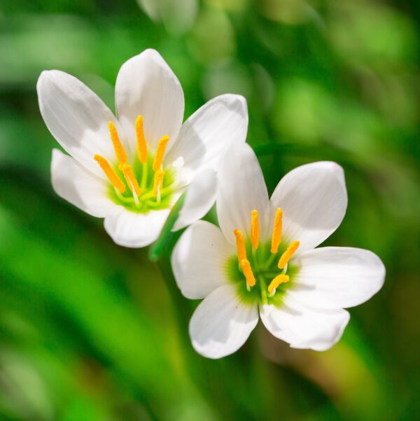 Votaniki Rain Lily Mix Bulbs - Zephranthes Mix, Perennial Lily | Vibrant Blooms for Low Maintenance Gardens | Long-Lasting Blooms - Lily Flowering Bulbs, Easy to Grow