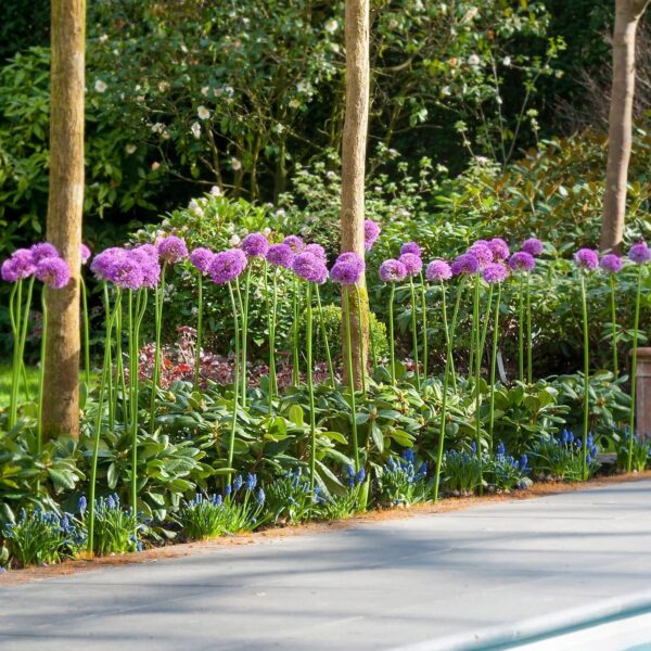 Votaniki Gladiator Allium Bulbs - Perennial Gladiator Allium (Hollandicum) | Fragrant & Purple Color Allium Flowering Bulbs - Easy to Grow