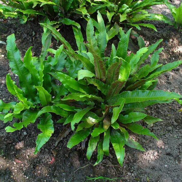 Votaniki Walking Fern Bare Root - Perennial Fern, Green Leaves, Perfect for Indoor and Outdoor | Low Maintenance and Easy to Grow