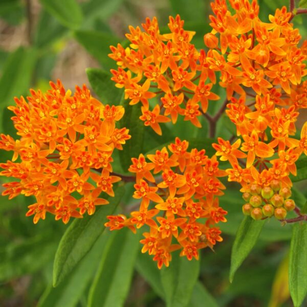 Votaniki Butterfly Weed Flower Roots - Perennial, Stunning Orange Blooms - Asclepias Tuberosa Roots for Planting, Perfect for Any Garden - Low Maintance and Easy to Grow