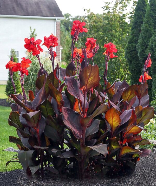 Votaniki Red King Humbert Canna Bulbs for Planting - Canna Lily, Large Flowering Bulbs | Long-Lasting Blooms, Easy to Grow