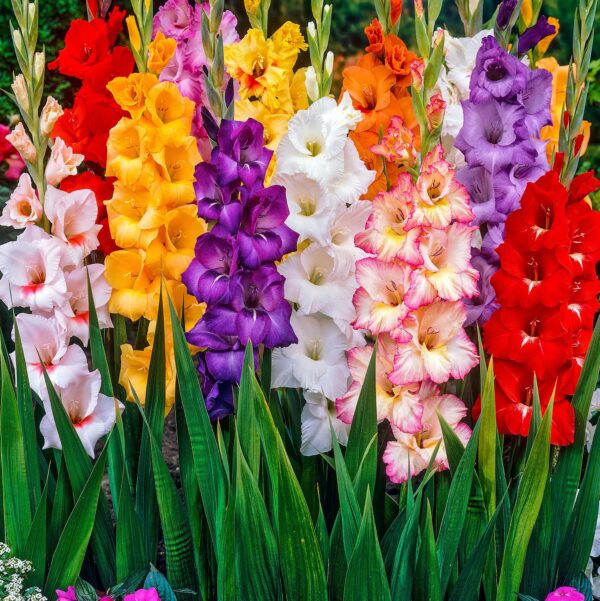 Votaniki Gladiolus Mix Bulbs for Planting - Mixed Colors Perennial Gladiolus Flowering Bulbs | Long-Lasting Cut Flower - Easy to Grow and Maintain