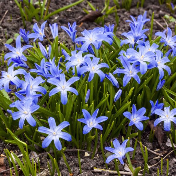 Votaniki Chionodoxa Luciliae Bulbs - Perennial and Stunning Spring Flowers | Perfect Addition to Any Garden - Glory of The Snow Flowering Bulbs