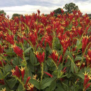 Votaniki Spigelia Marilandica Little Redhead 2 Inch Plants - Perennials, Long Blooming, Spigelia Marilandica (Spigelia) / Indian Pink | Easy to Grow