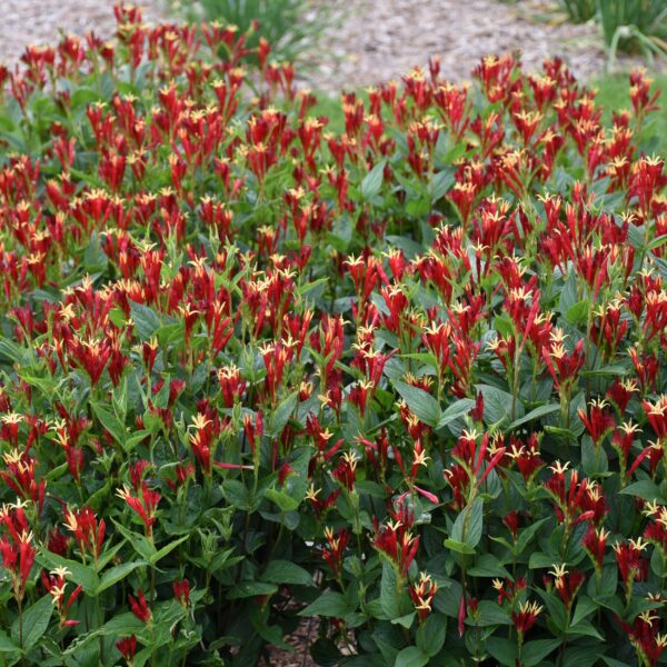 Votaniki Spigelia Marilandica Little Redhead 2 Inch Plants - Perennials, Long Blooming, Spigelia Marilandica (Spigelia) / Indian Pink | Easy to Grow