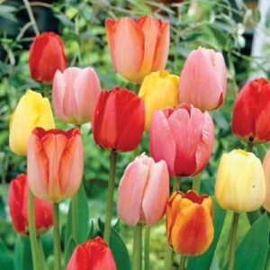 Votaniki Long-Stemmed Perennial Tulip (Darwin Hybrid Tulips) - Long Lasting Blooms, Mix Tulip Bulbs for Planting | Easy to Grow & Low Maintenance