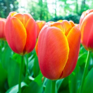 Votaniki Darwin Hybrid Tulip Triple A - Large & Long Lasting Blooms, Tulipa Darwinhybrid 'Triple A' Tulip Bulbs for Planting | Spring Blooming Perennial - Easy to Grow