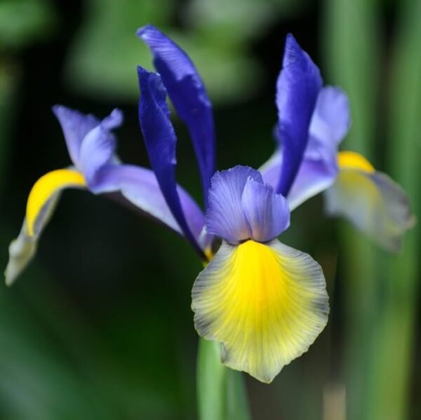 VotanikiI Miss Saigon Dutch Iris - Long Lasting Blooms, Spring & Summer Blooming Perennials | Iris Hollandica 'Miss Saigon' Bulbs for Planting - Easy to Grow