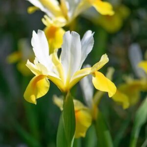 VotanikiI Dutch Iris Coco Beach - Long Lasting Spectacular Blooms for Spring& Summer Gardens | Dutch Iris Bulbs for Planting, Easy to Grow Hardy Perennials