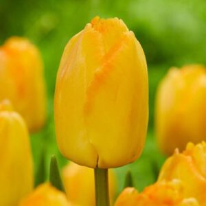 Votaniki Tulip Yellow Pride Bulbs - Large Cheerful Yellow Blooms, Tulipa 'Yellow Pride' ('Zantuyell') | Spring Blooming Perennial - Easy to Grow