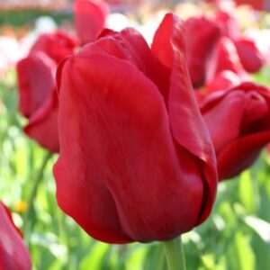 VotanikiI Escape Triumph Tulip Bulbs - Long Lasting & Vibrant Red Blooms | Premium Perennials for Beautiful Spring Gardens | Good for Indoor Forcing - Easy to Grow