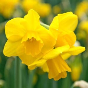 Votaniki Fragrant Daffodil Jonquil Quail Bulbs - Perennials, Long Lasting & Fragrant Blooms, Narcissus ‘Quail’ (Jonquil Daffodil) | Spring Flower Bulbs for Plant, Easy to Grow